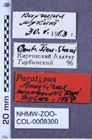 Etikette zu Anostirus machnovskyi syn of A. decorus (Dolin, 1969) (NHMW-ZOO-COL-0008300)